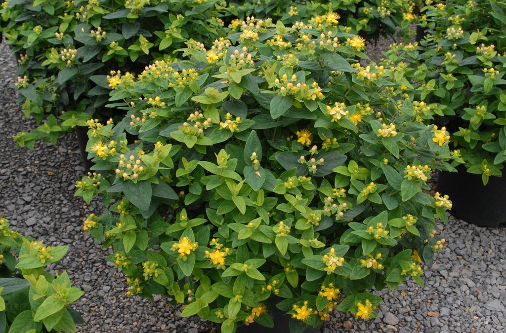 hypericum plant